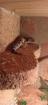Leoparden Gecko